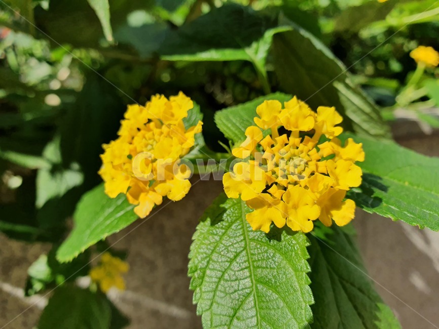 허브,칠변화,노란꽃,열대지역,만곡하다,란타나,식물,자연,plants,nature,꽃,flower