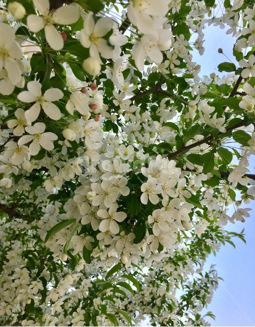 봄,꽃,하늘,자연,식물,흰색,flower,nature,식물,자연,plants,nature,꽃,flower