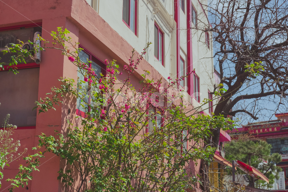 건물,건물외벽,꽃,벽면,동인천,자연,flower,building,wall