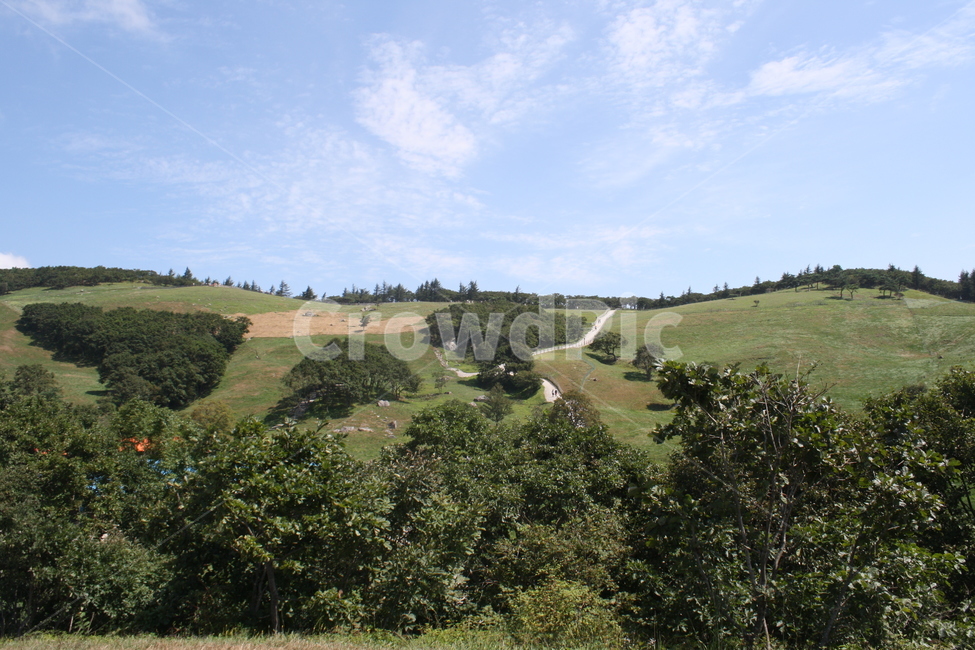 강원도,양떼목장,자연풍경,산,나무,자연,풍경,nature,landscape,outdoors,옥외,field,들,grassland,목초지,hill,언덕