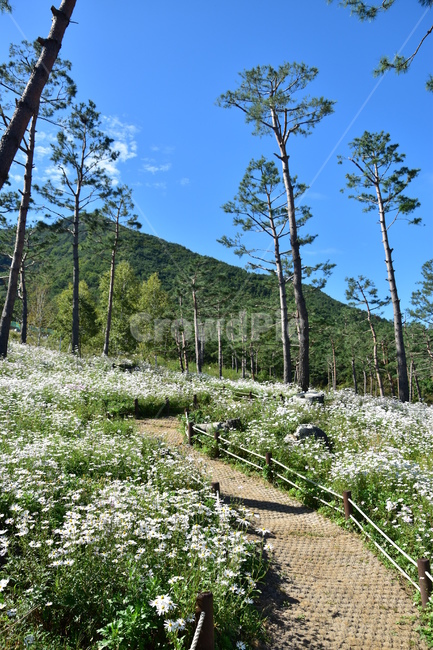 Sancheong,Gujeolcho,Gujeolchogil,plant,Donguibogamchon,Sancheonggu Jeolcho