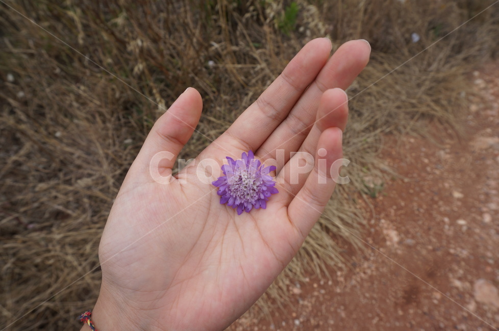 꽃,손,flower,hand,꽃과손,flowerandhand,보라색꽃