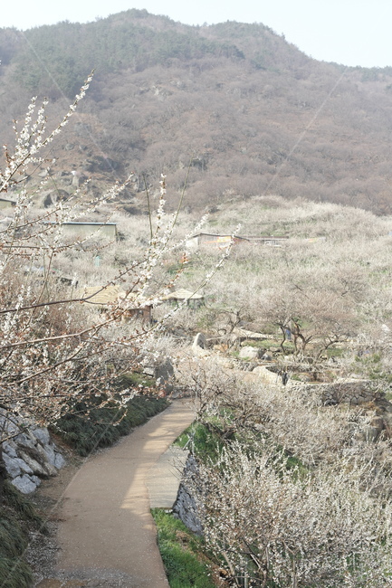 매화,매화동네,하얀꽃,경치,풍경,장관
