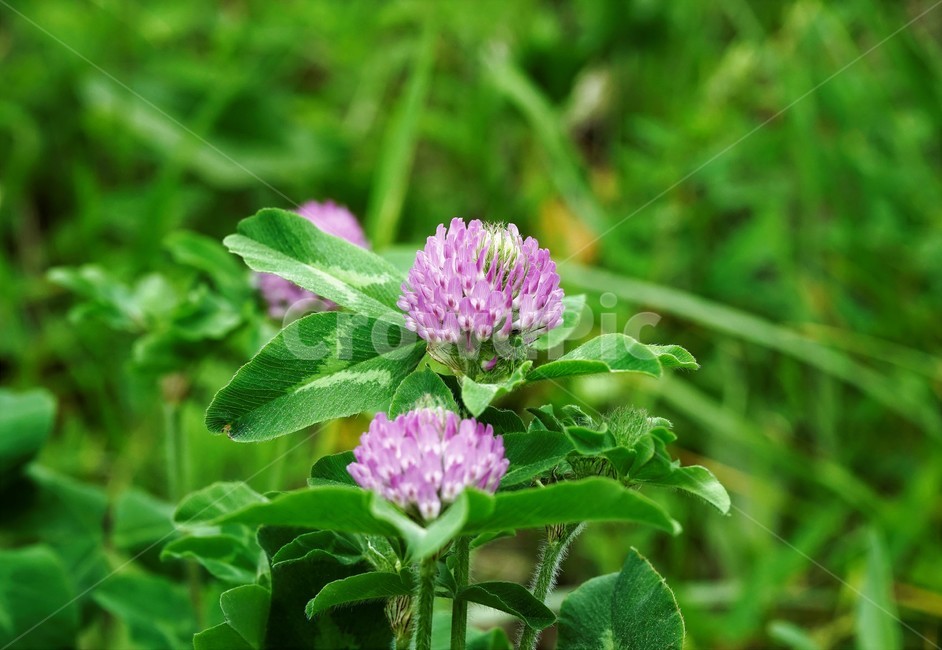 토끼풀,붉은토끼풀,귀화식물,풀,클로버,crimsonclover,grass,green,nature,plant,redclover,trifolium