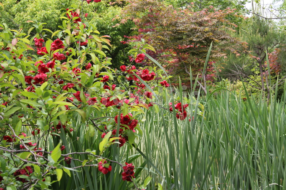 꽃,붉은꽃,창포,봄,녹색,식물,자연,plants,nature,꽃,flower