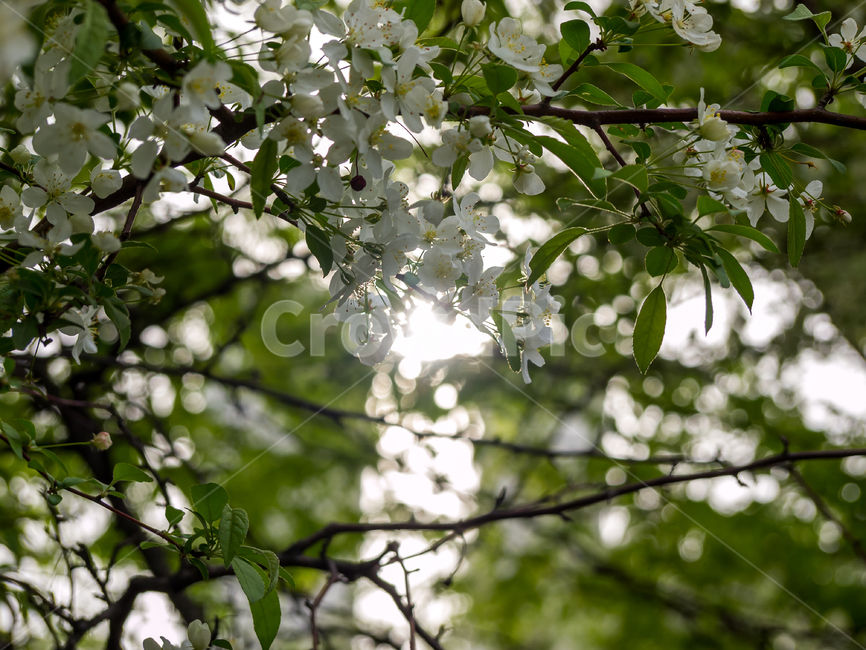 식물,plant,꽃,flower,빛,light,나무,tree