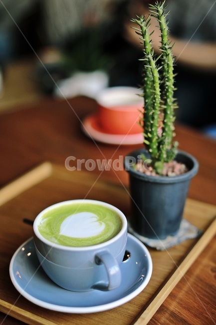커피,라떼,카페,coffee,ratte,cafe,tea,greentea,식물,자연,plants,nature,실내용화초,화분,화초,house plant,커피,카페,coffee,cafe