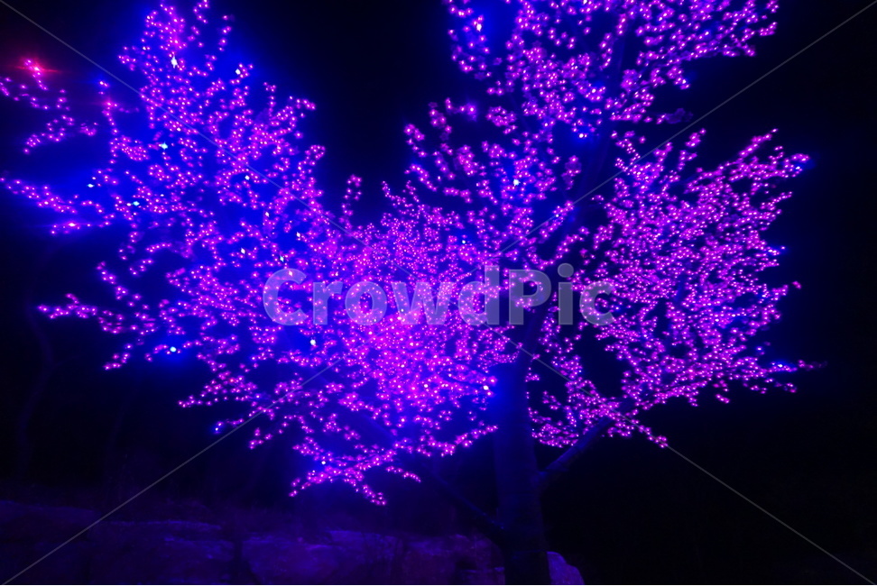 야경,불빛,풍경,별빛,가평,나무,보라빛,scenery,tree,light,nightview,야경,밤,풍경,nightscape,night,landscape,축제,행사,festival,carnival,event,빛