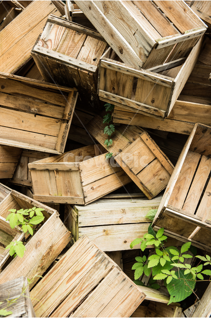 chest,old,tree,mold,To stack up,apple box,desolate,background,complicated,wooden box,quiet,abandoned,fruit box