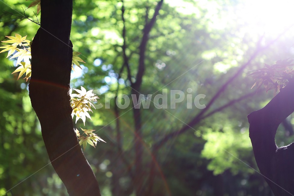 자연,nature,빛,봄,초록,오후,sunshine,green,afternoon,tree,나무,단풍나무,빛내림,식물,자연,plants,nature,나무,trees,wood,휴식,힐링,rest,relaxation,healing