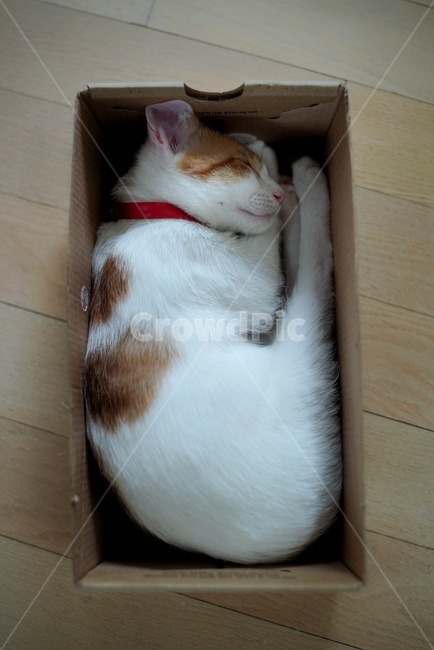 잠자는고양이,고양이,박스안고양이,냥냥이,고양이박스,동물,animal,포유류,mammal,고양이,cat,kitten,kitty