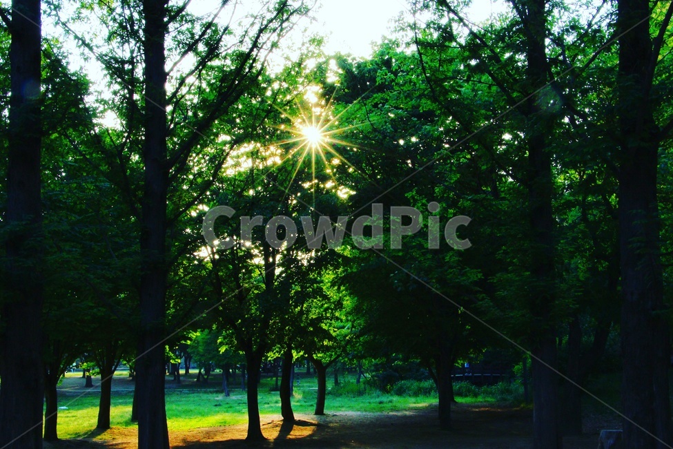 서울숲,숲,감성,감성사진,풍경,풍경사진,나무,벤치,초록,빛,자연,풍경,nature,landscape,light,flare,플레어