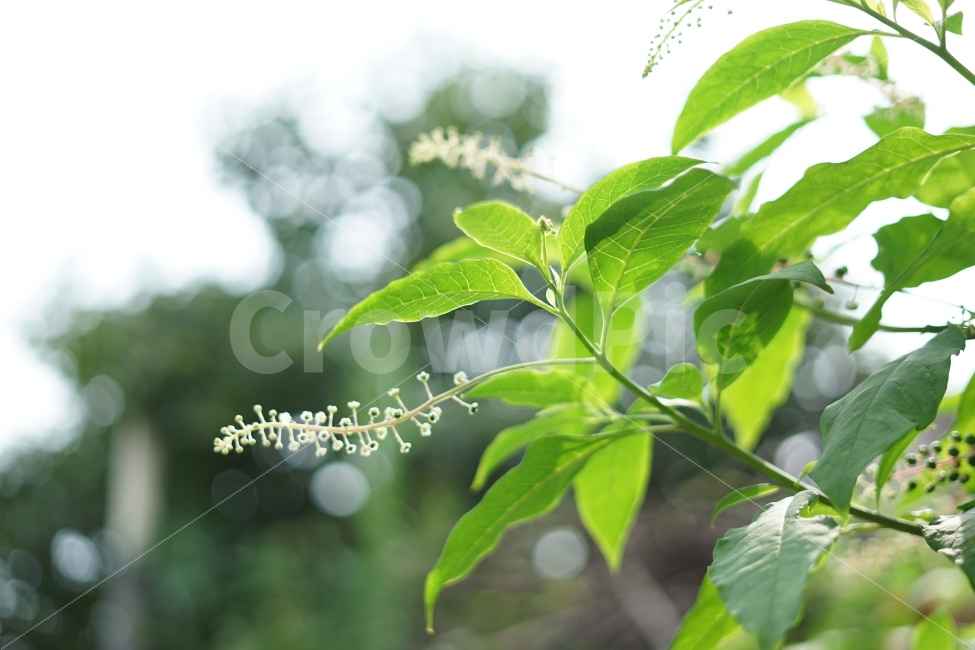 나뭇잎,보케,여름,햇빛,따뜻함,밝음,감성,식물,자연,plants,nature