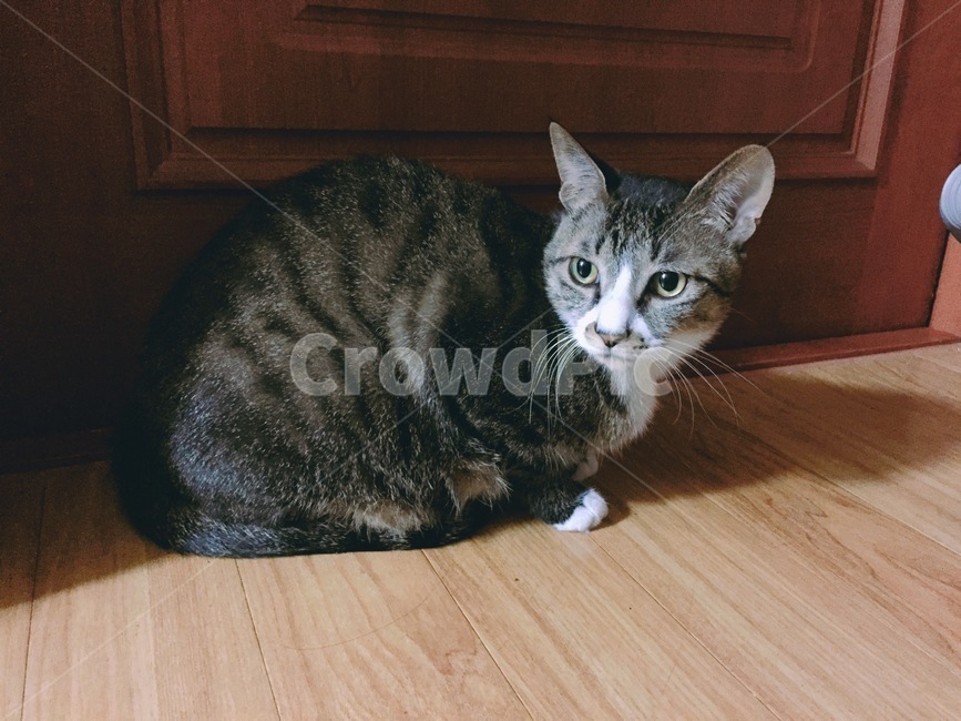 고양이,야옹,가을,동물,cat,분위기,빈티지,동물,animal,포유류,mammal,고양이,cat,kitten,kitty