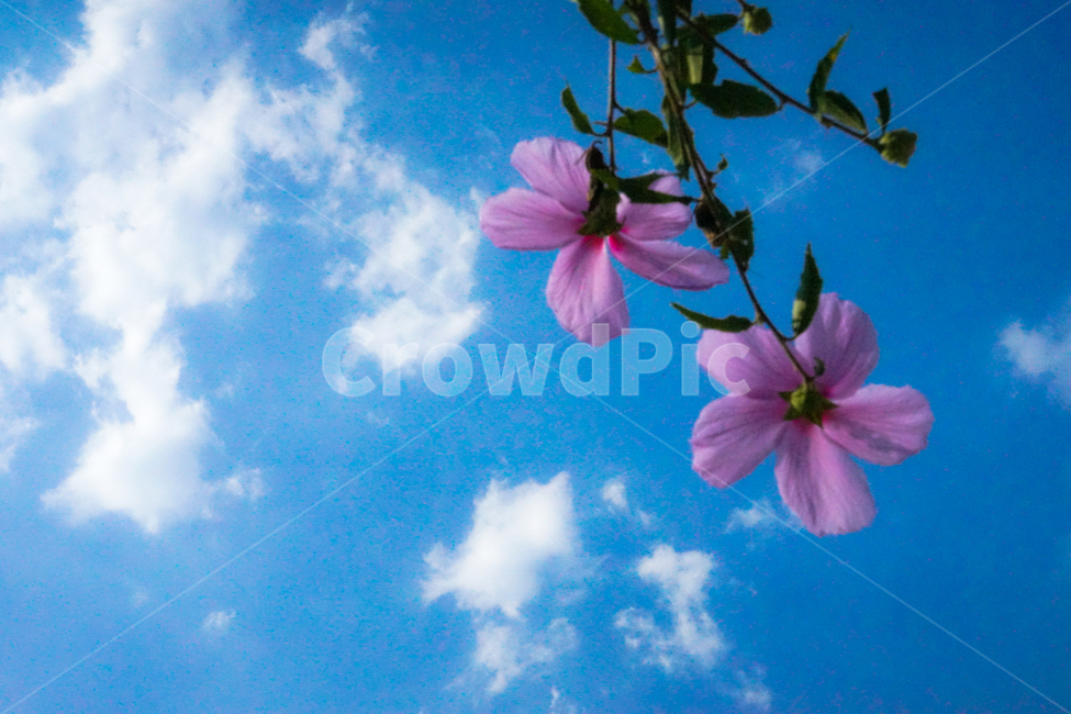 무궁화,하늘,구름,식물,풍경,흰구름,식물,자연,plants,nature,꽃,flower