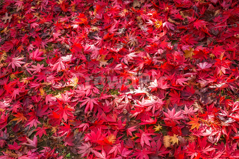 낙엽,잎새,잎파리,가을,계절,감성,식물,자연,가을,계절,fall,autumn,season,식물,자연,plants,nature,plant,leaf,잎,tree,나무,maple,단풍