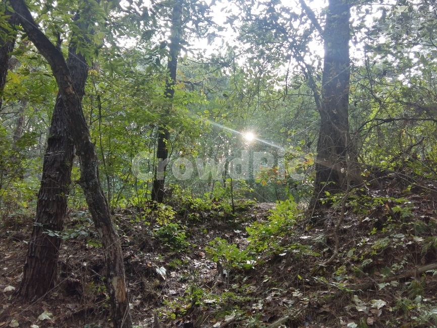 나무,초록,자연,숲,햇빛,자연,풍경,nature,landscape,flare,플레어,light,빛,ground,바닥,plant,식물,tree