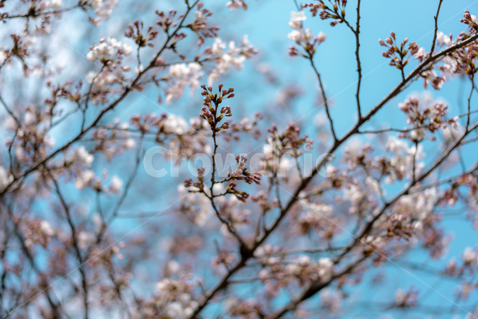 벚꽃,가지,하늘,푸른하늘,꽃망울,봄,계절,spring,season,plant,식물,blossom,꽃,flower,cherry blossom