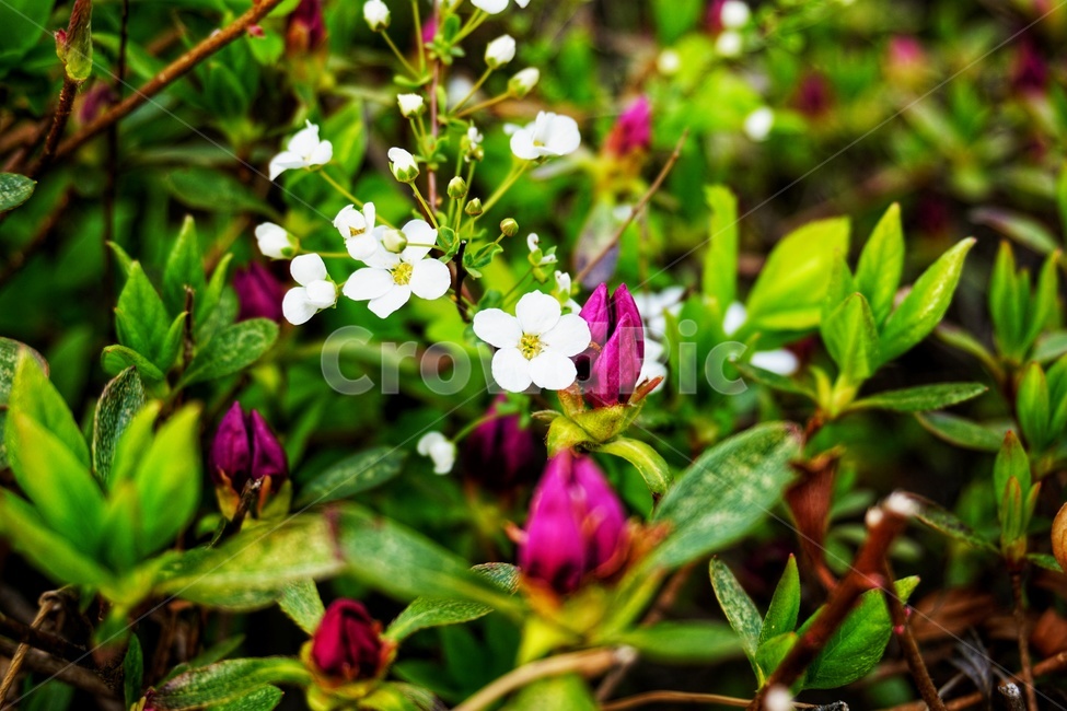 plant,식물,blossom,꽃,green