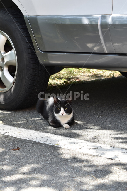 고양이,동물,포유류,주차장,검은고양이,휴식,검은,까만,야옹,야옹이,야생,cat,animal,black,blackcat,동물,animal,포유류,mammal,고양이,cat,kitten,kitty