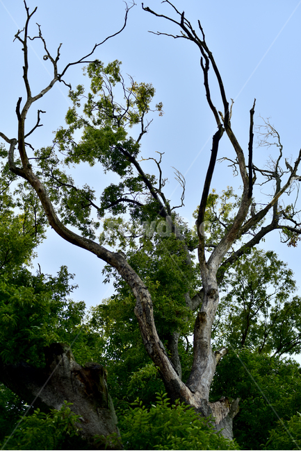 나무,하늘,큰나무,노목,나무줄기,잎,tree,tall,old,sky,treetrunk,식물,자연,plants,nature,나무,trees,wood