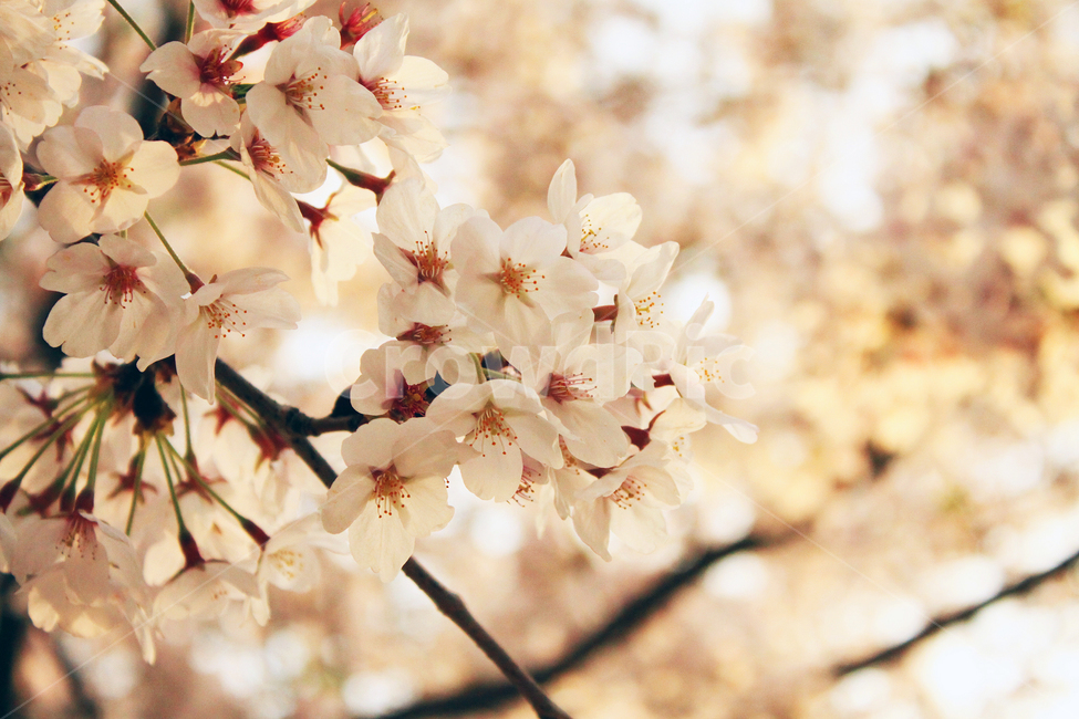 벚꽃,꽃,봄,나무,가지,나뭇가지,봉우리,꽃잎,개화,식물,blossom,flower,식물,자연,plants,nature,꽃,flower
