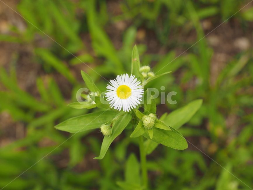 꽃,자연,접사,흰색,감성,식물,자연,plants,nature,꽃,flower