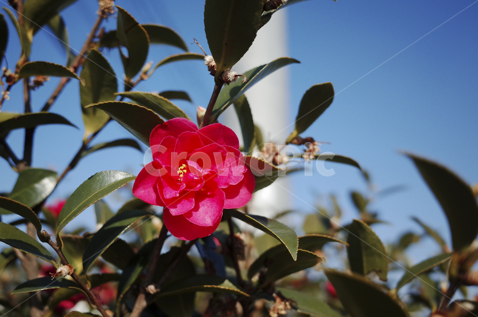 꽃,flower,blossom,red,redflower,빨간꽃,동백,동백꽃,camellia,plant,식물,식물,자연,plants,nature,꽃,flower