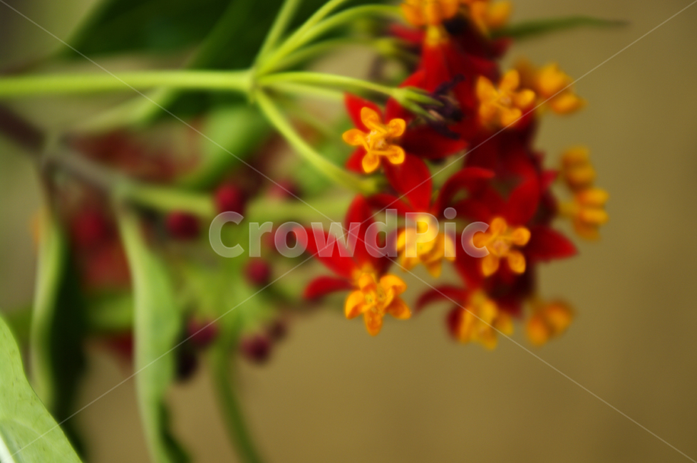 식물,꽃,flower,plant,color,식물,자연,plants,nature,꽃,flower