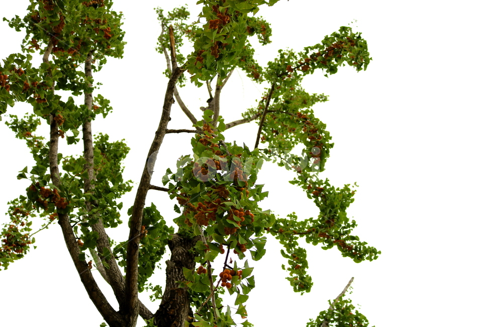 은행,은행나무,열매,나무,자연,식물,낙엽교목,나뭇잎,간식,음식,나무,trees,wood