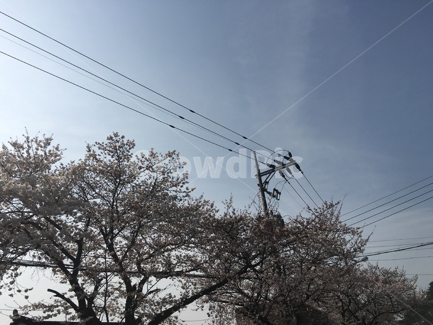자연,봄,벚꽃,길거리,전봇대,따듯한날,powerlines,송전탑,electrictransmissiontower,전력선