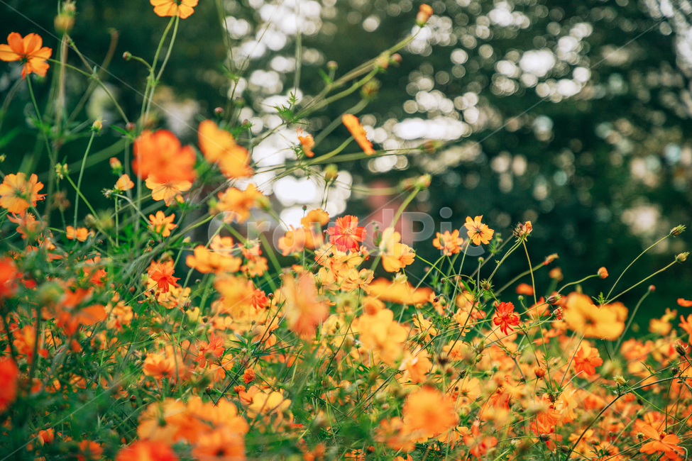 코스모스,꽃,자연,식물,가을,아름다운,commoncosmos,가을,계절,fall,autumn,season,식물,자연,plants,nature,꽃,flower