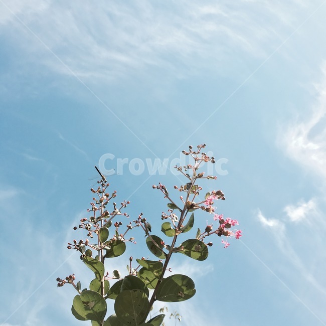 식물,plant,라일락,하늘,꽃,식물,자연,plants,nature,꽃,flower