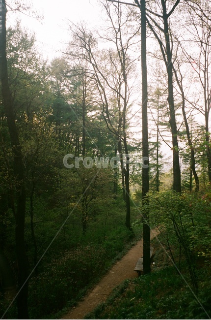 식물원,공원,park,숲,forest,plant,식물,vegetation,초목,nature,자연,tree,나무,outdoors,옥외,woodland,삼림지,grove,작은숲,필름,필름사진,film