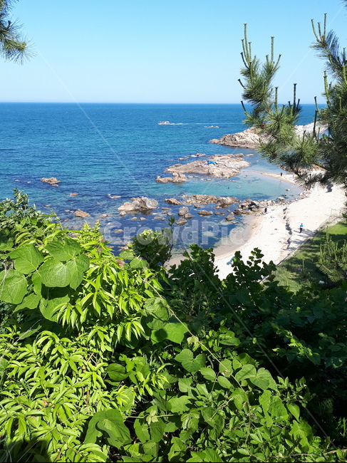 나무,바다,풍경,맑은,자연,자연,풍경,nature,landscape,outdoors,옥외,land,땅,shoreline,해안선,water,물,ocean,대양,sea,plant,식물
