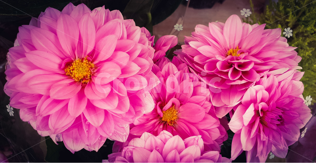 봄,꽃,화분,화초,핑크,식물,자연,plants,nature,꽃,flower