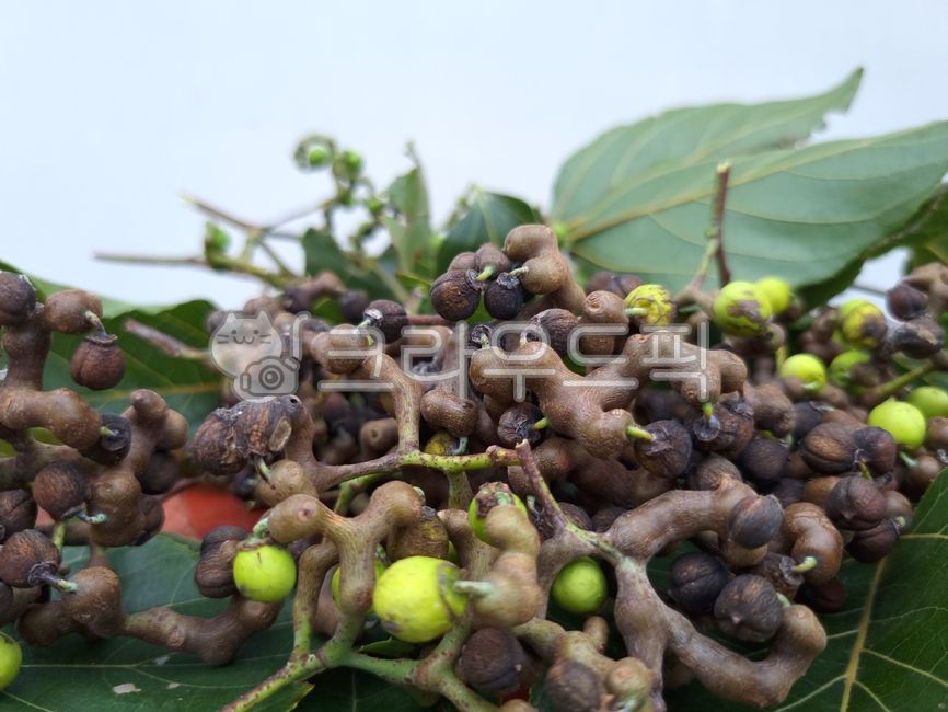헛개나무,헛개나무열매,열매,약재,한약재,한약재료,잎,나뭇잎,헛개나무잎,plant,식물