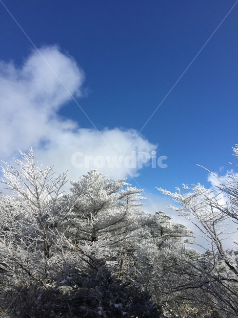 한라산,겨울산,설경,눈꽃,하늘,구름,맑은하늘,겨울,계절,winter,season,자연,풍경,nature,landscape,식물,plants,나무,trees,wood,outdoors,옥외