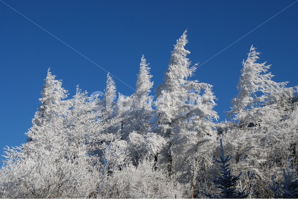 겨울산,눈꽃,자연,겨울,공원,겨울,계절,winter,season,식물,자연,plants,nature,나무,trees,wood