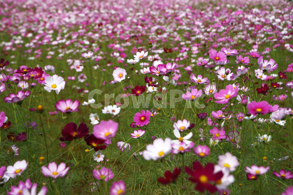 코스모스,꽃,식물,가을,계절,감성,자연,가을,계절,fall,autumn,season,식물,자연,plants,nature,꽃,flower,petal,꽃잎,plant,blossom