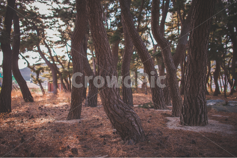 소나무,나무,숲,소나무숲,그림자,풍경,자연,식물,대한민국,인천,가을,pinetree,pineforest,autumn,wood,자연,풍경,nature,landscape,tree,tree trunk,나무 줄기,plant