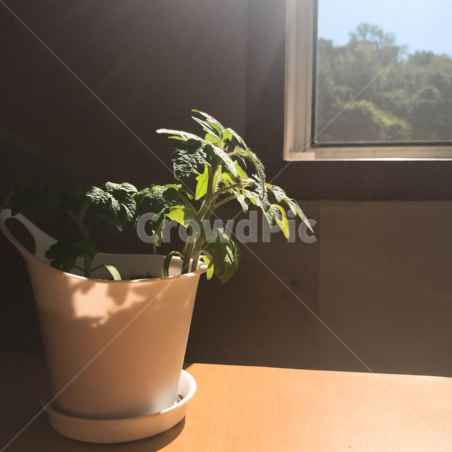 식물,광합성,sunshine,인테리어,pot