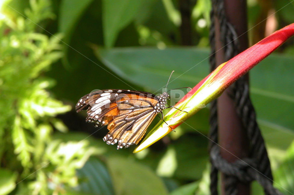 나비,자연,butterfly,nature,insect,곤충,곤충,벌레,insect,bug