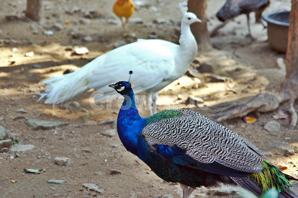 공작,공작새,peacock,조류,척삭동물,꿩과,동물
