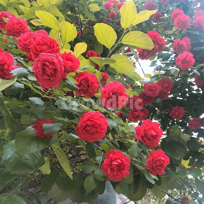 5월의장미,장미,초여름,골목길,만개,식물,자연,plants,nature,꽃,flower