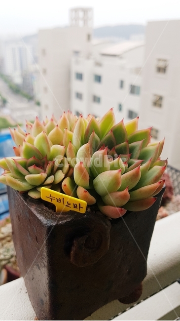 다육이,화분,화초,식물,배경,자연,꽃,식물,자연,plants,nature,실내용화초,화분,화초,house plant