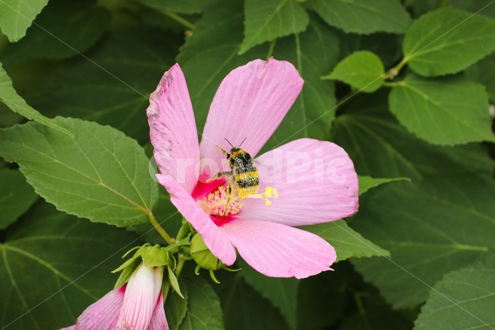 blossom,꽃,plant,식물,벌,식물,자연,plants,nature,곤충,벌레,insect,bug