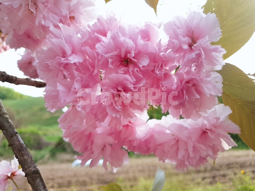 flower,blossom,꽃,벚꽃,식물,봄,계절,spring,season,식물,자연,plants,nature,꽃,flower,plant