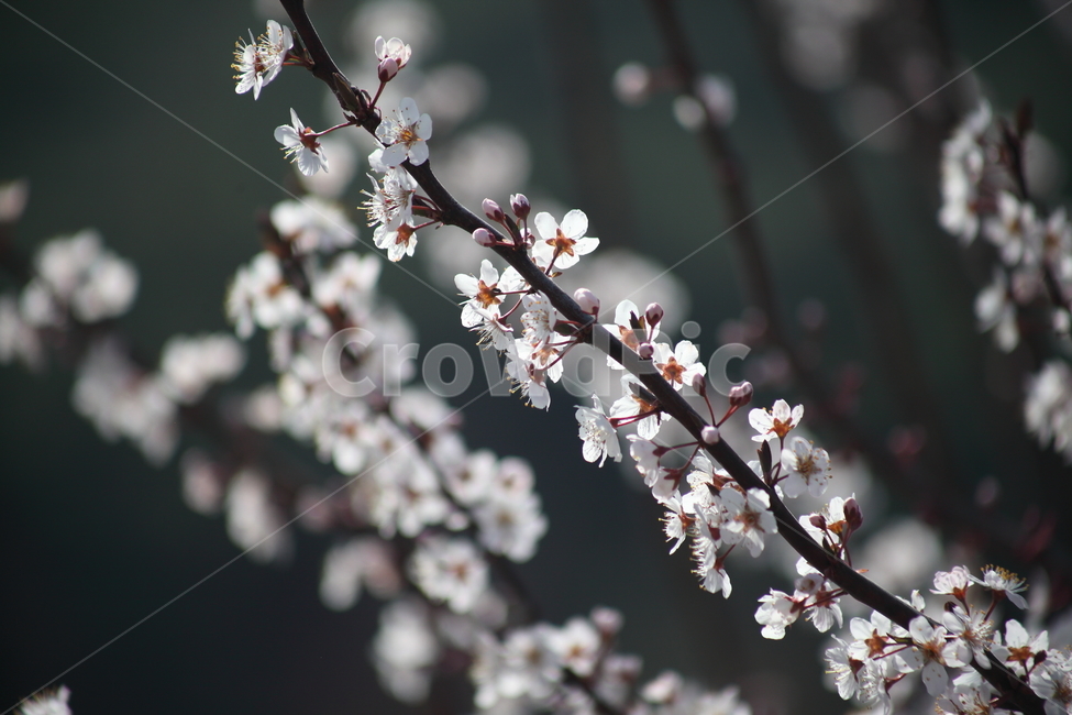 꽃,식물,양벚나무,봄,flower,봄,계절,spring,season,식물,자연,plants,nature,꽃,flower,plant,blossom,cherry blossom,벚꽃