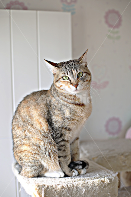 반려묘,고양이,멍때리기,막내냥,포즈,동물,animal,포유류,mammal,고양이,cat,kitten,kitty